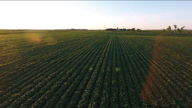 Soybean field